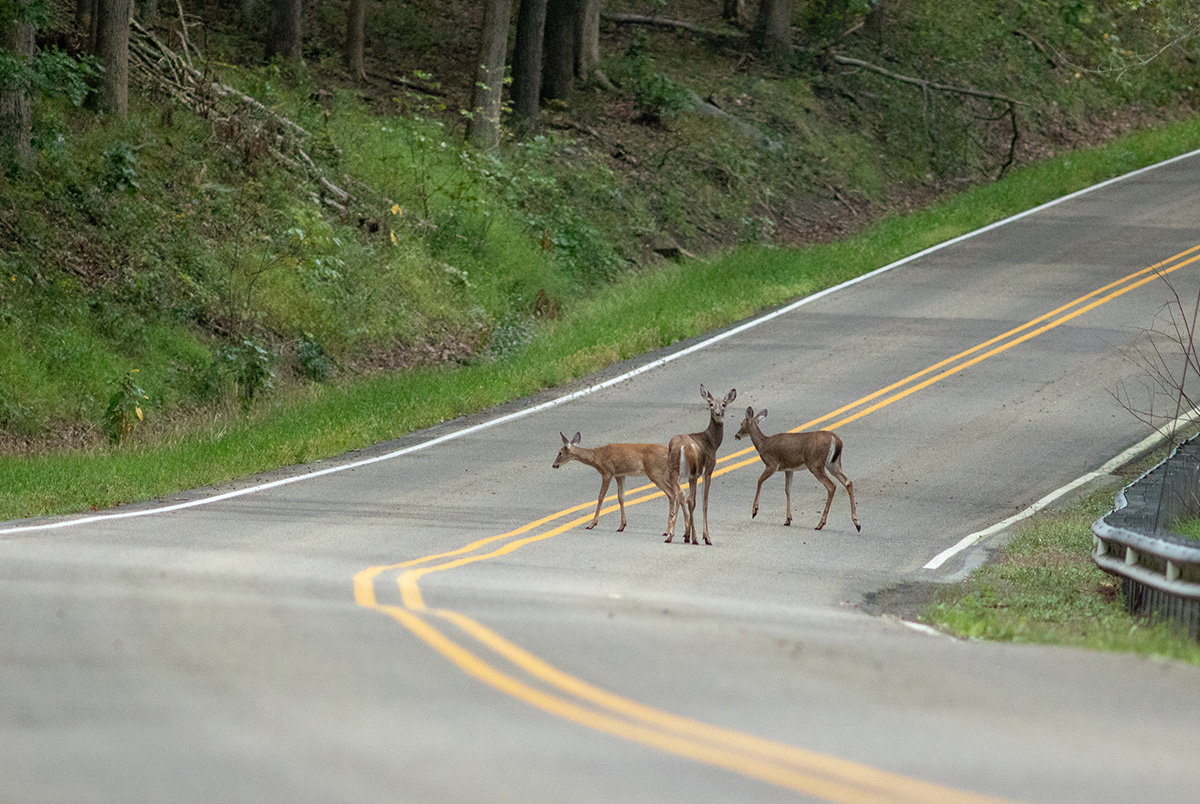 Common Causes of Car Accidents #13: Swerving to avoid hitting a deer.